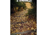 Ginkgo biloba tree