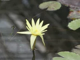 熱帯睡蓮 'エルドラド'