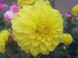 Dahlia