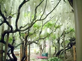 Japanese wisteria