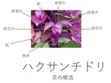 ハクサンチドリ