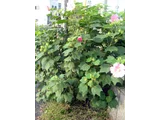醉芙蓉