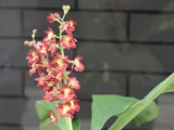 Ebine 'Orihime'