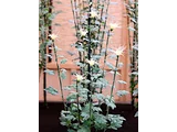 嵯峨菊 菊>中菊>古典菊