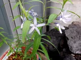 水甘草
