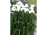 Japanese Iris 'Tsurunokegoromo'