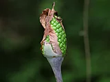 Jack in the pulpit