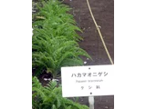 ハカマオニゲシ