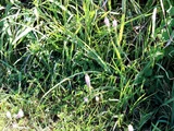 Barnardia japonica