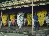 懸崖作り 菊>小菊