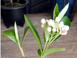 Pourthiaea villosa