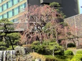 枝垂櫻