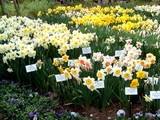 Narcissus