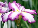 花菖蒲 ’長生殿'