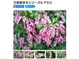 アセビ
