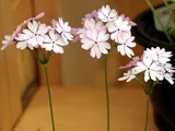 Primrose 'Sasanaki'