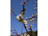 梅 長寿