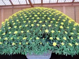 大作り(千輪咲き)菊>大菊