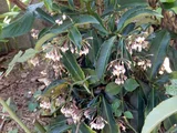 Ardisia crenata