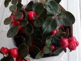Checkerberry