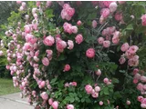 薔薇 'Raubritter'