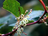 Japanese knotweed