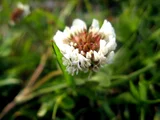 Clover