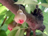 Wax apple
