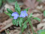 Lithospermum zollingeri