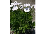 Osteospermum
