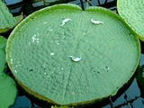 Amazonica