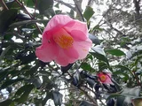 Camellia 'Juro-an'