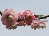 梅 懐中抱子