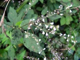 山蚂蝗