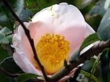 山茶花 曙