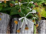 Arnica mallatopus
