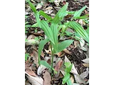 Disporum sessile