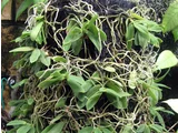 Gastrochilus japonicus