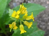 ミヤマガラシ