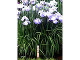 花菖蒲 '白糸瀑布'