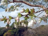 大島桜