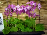 Primrose 'Sasanaki'