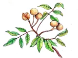 Khaya senegalensis