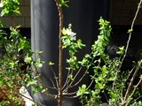 pearlbush, common pearlbush
