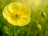 アイスランドポピー
