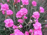Armeria maritima