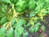 Heloniopsis orientalis