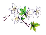 Rhododendron quinquefolium