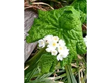 Diphylleia grayi