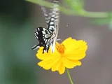 キバナコスモス